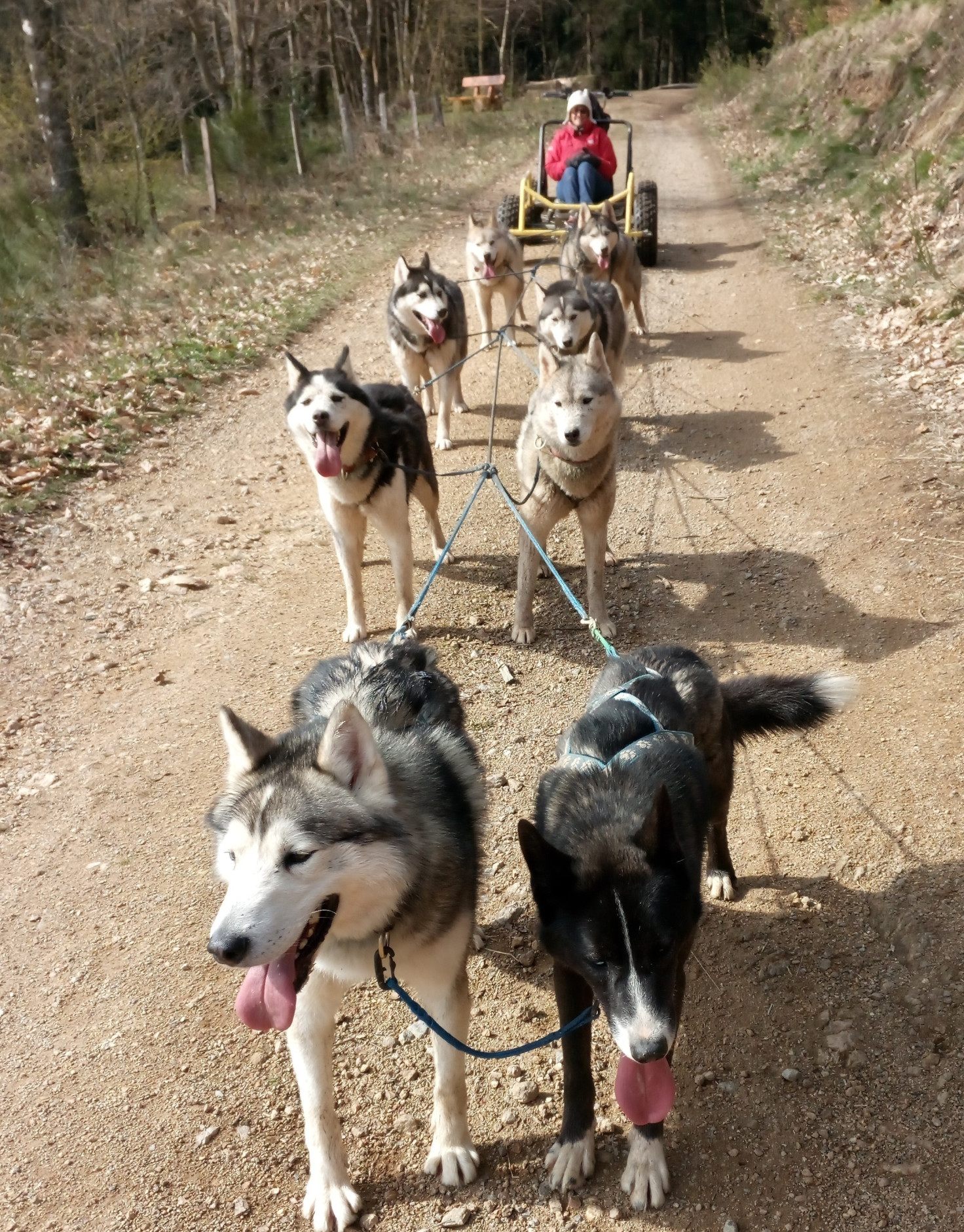 La meute de chiens de traîneau Manouk Evasion dans les Vosges