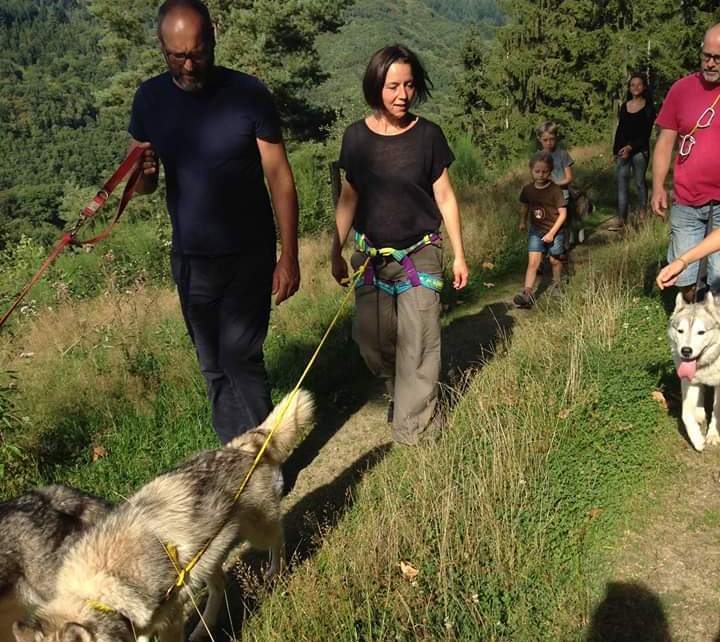 Cani-Marche avec nos chiens de traîneau dans les Vosges dans le Vallée de Villé