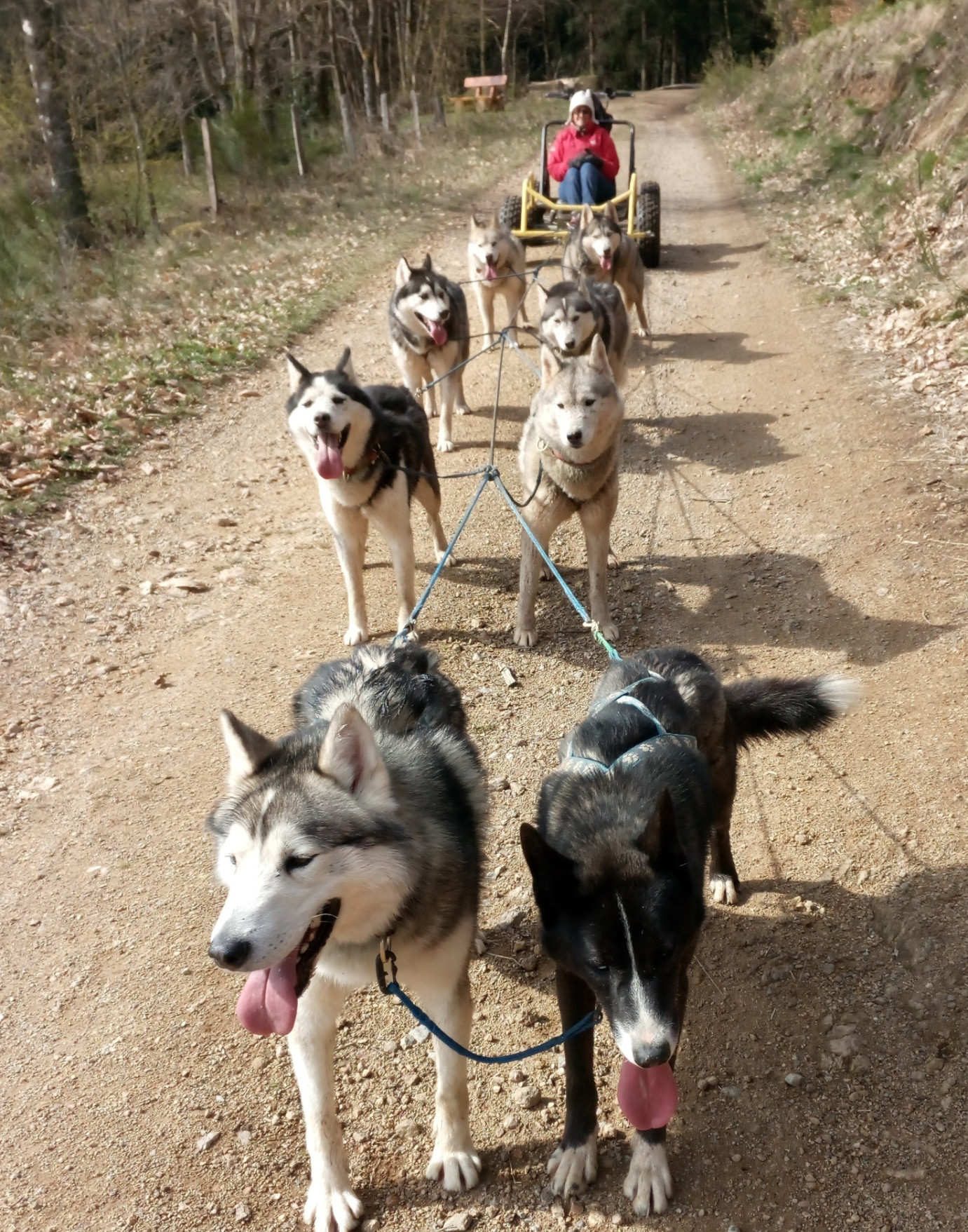 La meute de chiens de traîneau Manouk Evasion dans les Vosges