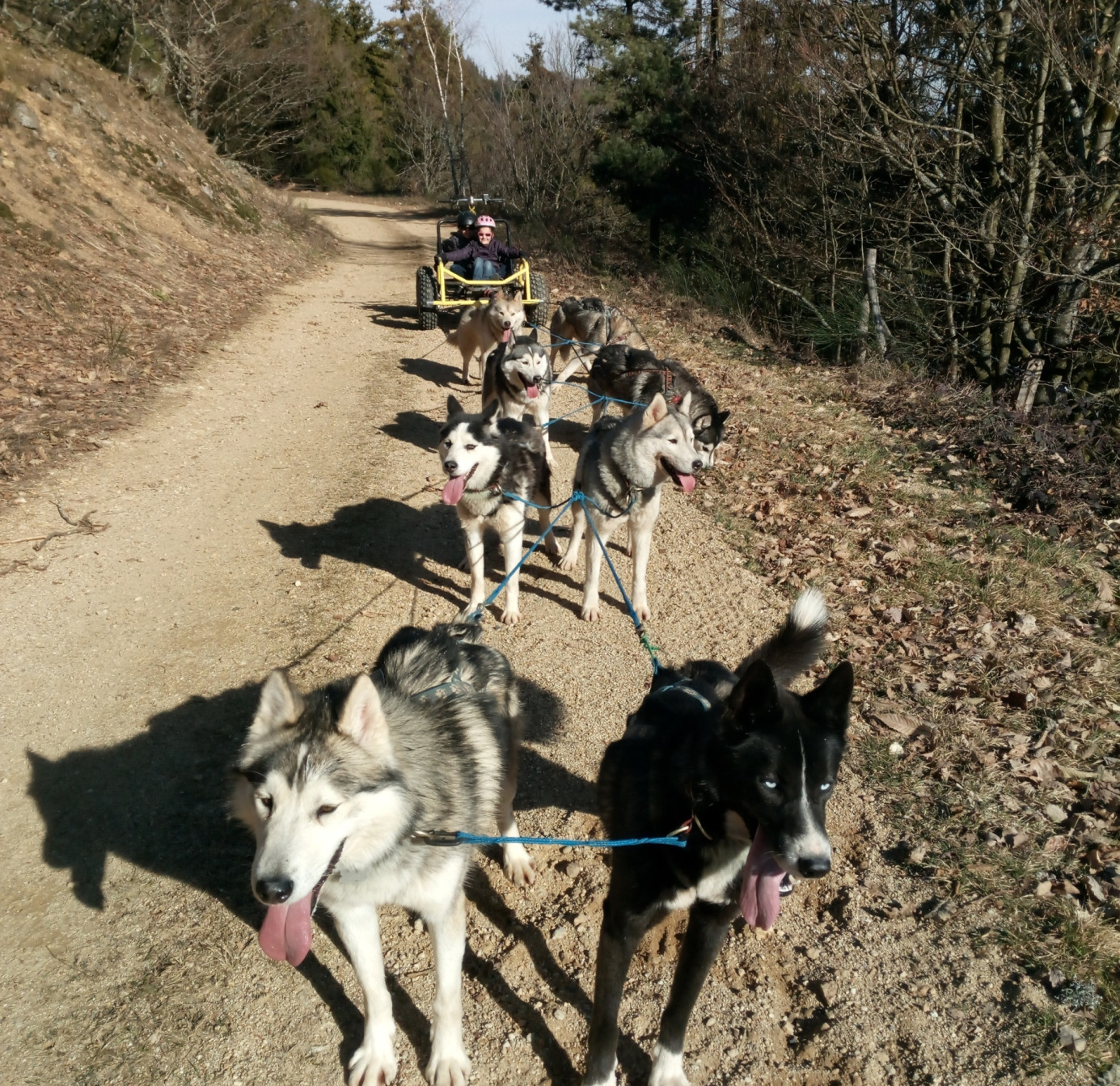 Baptême en chiens de traîneau en kart